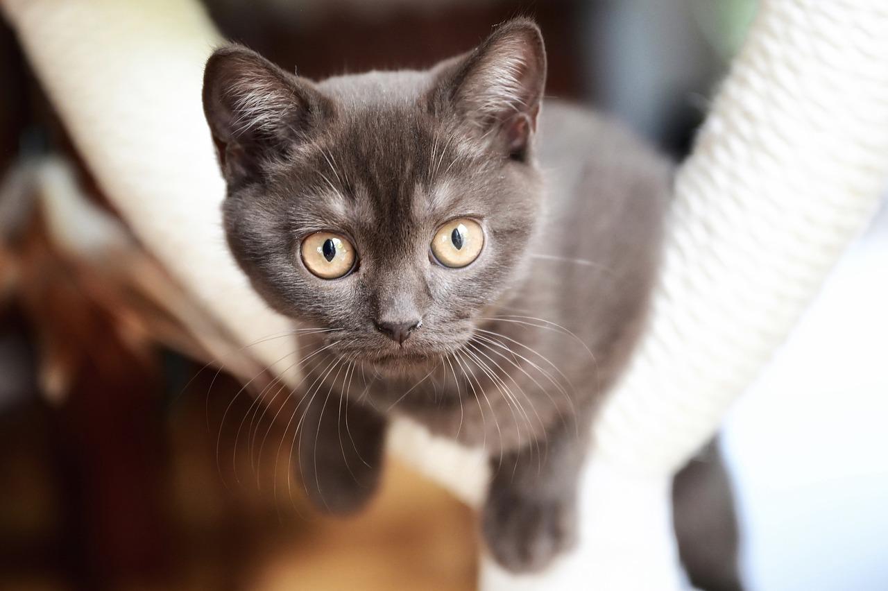 british-shorthair-krabpaal